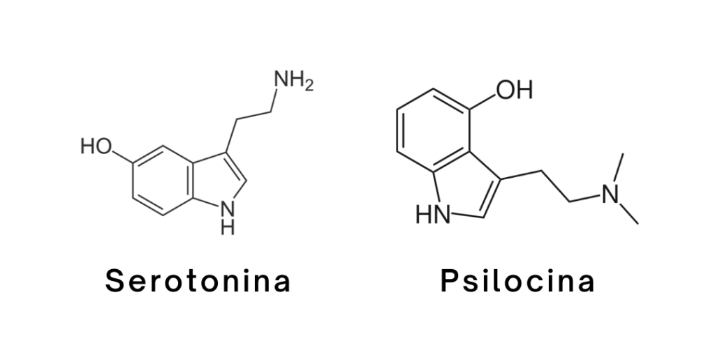 Psilocina y serotonina
