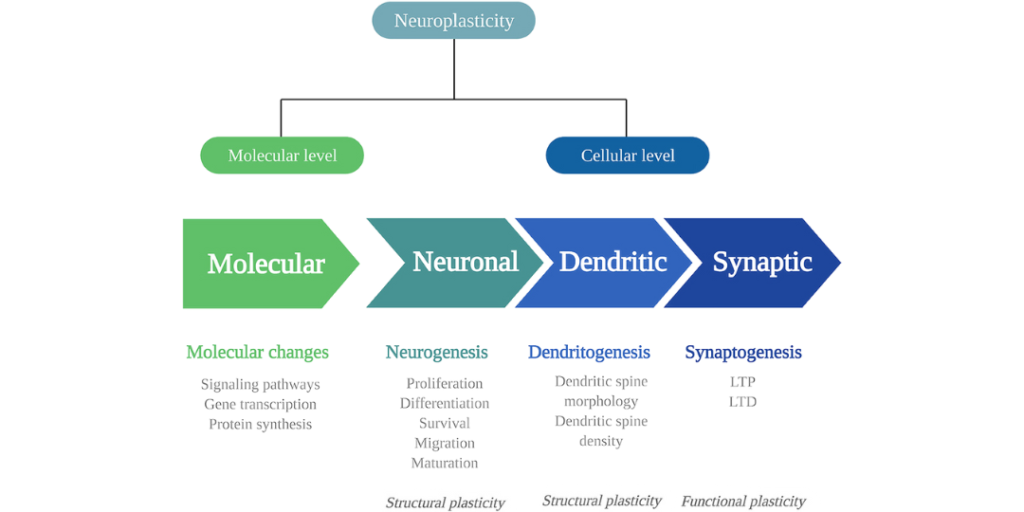 Psilocibina & Neuroplasticidad 4 neuroplasticidad