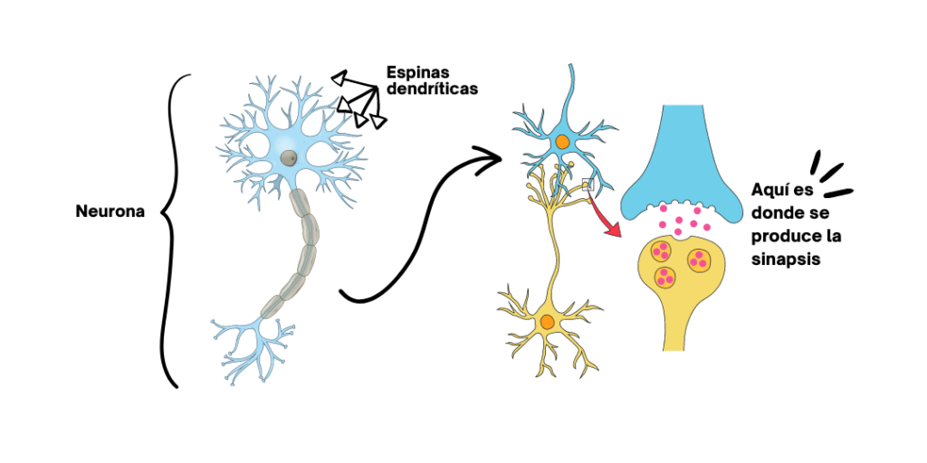 Psilocibina & Neuroplasticidad 6