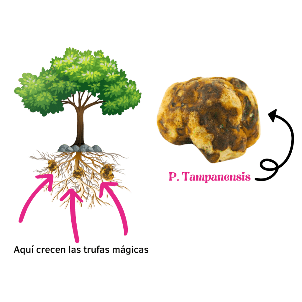Sagrada Trufa 4 trufa tampanensis