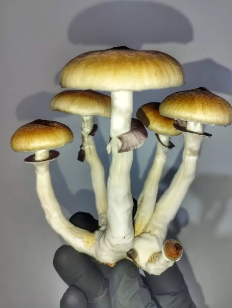 kit de cultivo explorador hongos medicina ancestral