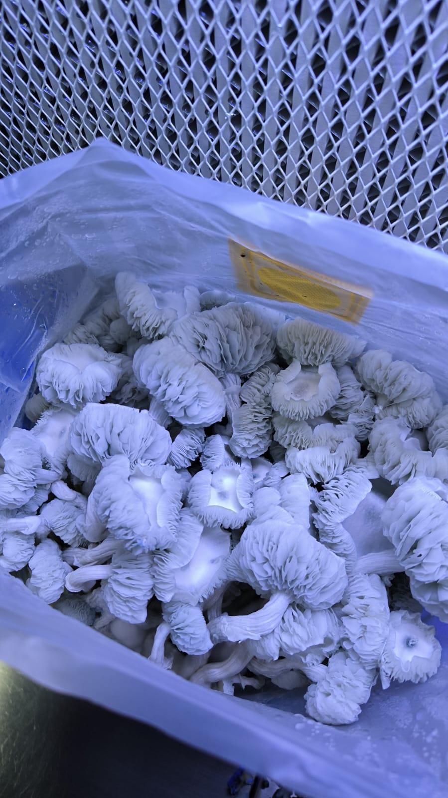 Kit Legendario XL Ready-to-Grow 5 Kit Legendario XL Ready-to-Grow - Imagen 5