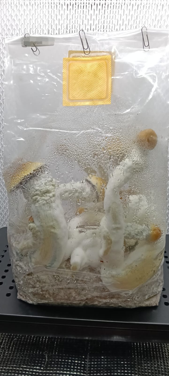 Kit Legendario XL Ready-to-Grow 7 Kit Legendario XL Ready-to-Grow - Imagen 7