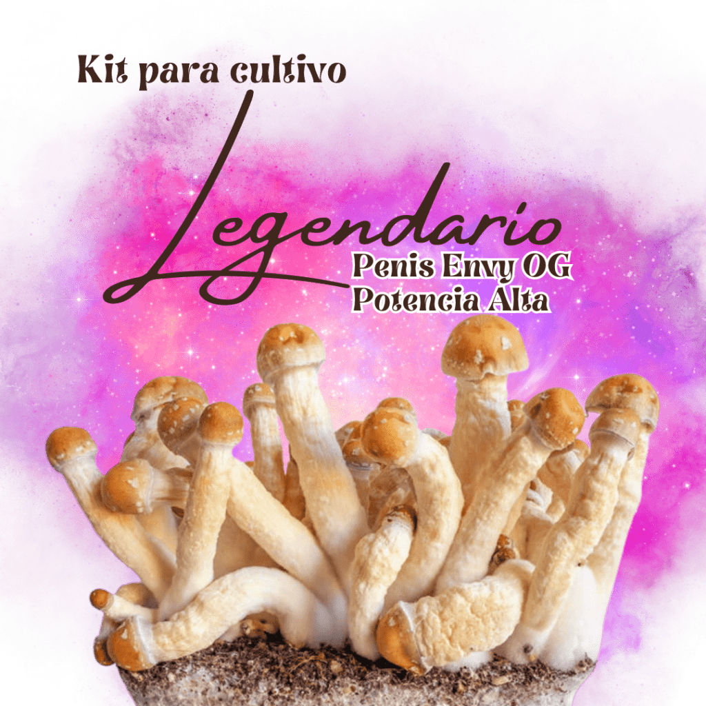 cultivo hongos penis envy og