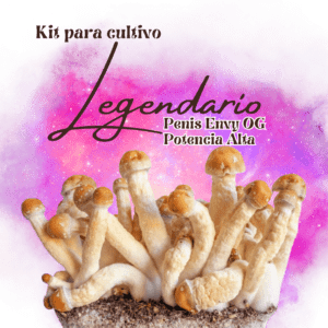 cultivo hongos penis envy og